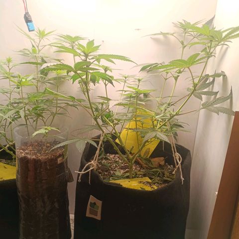 24k gold F1 growlog timeline photo