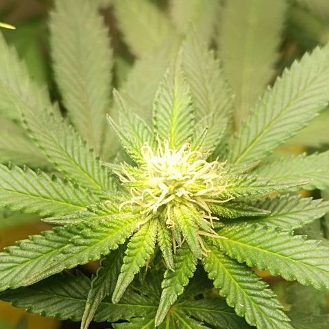 24k gold F1 growlog timeline photo