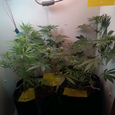 24k gold F1 growlog timeline photo