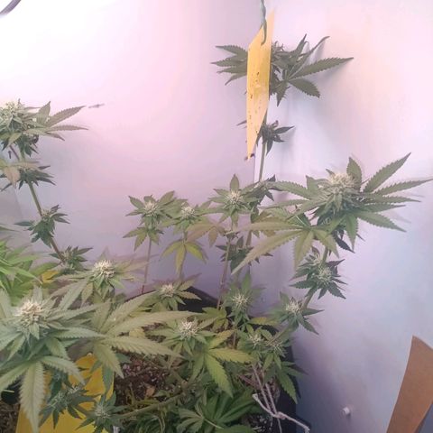 24k gold F1 growlog timeline photo