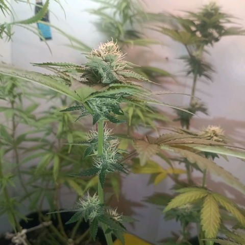 24k gold F1 growlog timeline photo