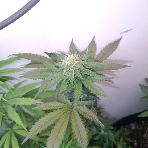 24k gold F1 growlog timeline photo