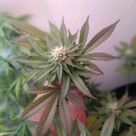 24k gold F1 growlog timeline photo