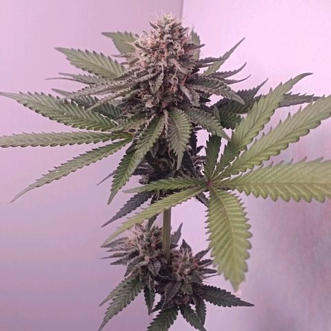 24k gold F1 growlog timeline photo