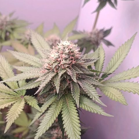 24k gold F1 growlog timeline photo