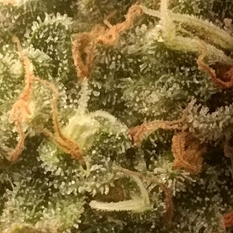 24k gold F1 growlog timeline photo
