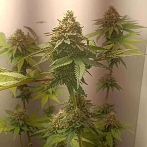 24k gold F1 growlog timeline photo