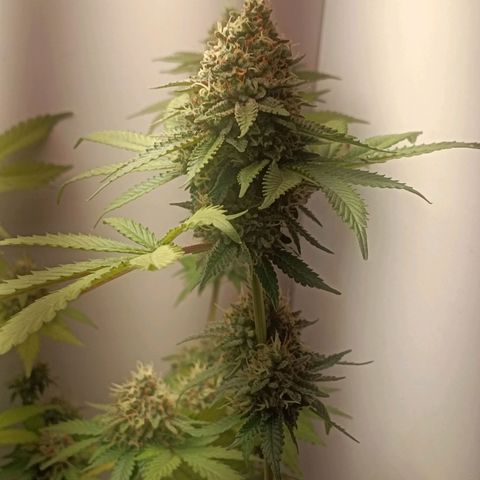 24k gold F1 growlog timeline photo