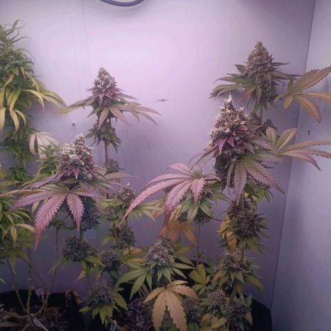 24k gold F1 growlog timeline photo