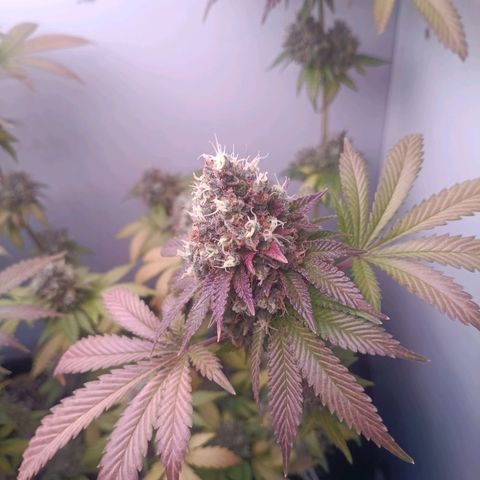 24k gold F1 growlog timeline photo