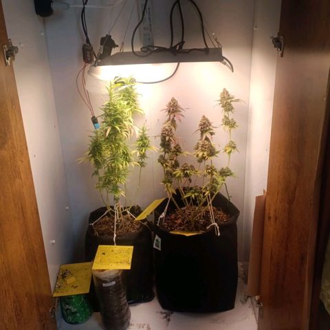 24k gold F1 growlog timeline photo