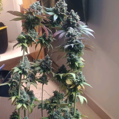 24k gold F1 growlog timeline photo