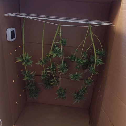 24k gold F1 growlog timeline photo