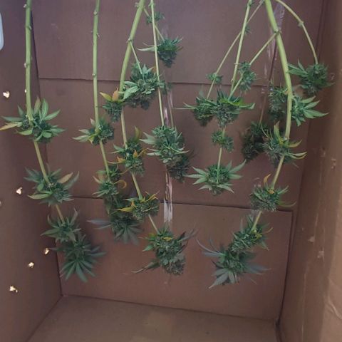 24k gold F1 growlog timeline photo