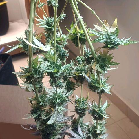 24k gold F1 growlog timeline photo