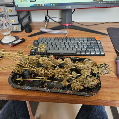 24k gold F1 growlog timeline photo