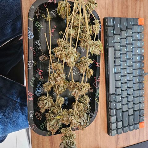 24k gold F1 growlog timeline photo