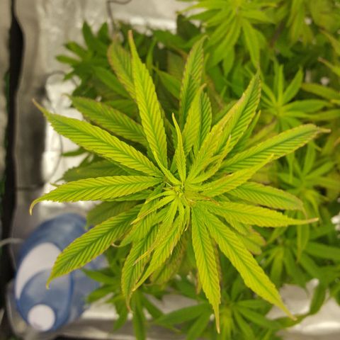 LSD growlog timeline photo