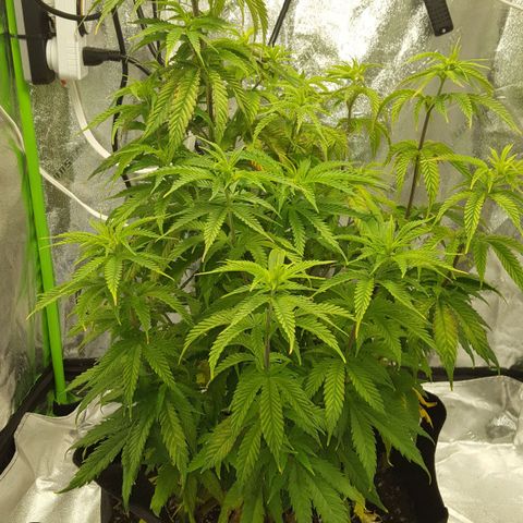 LSD growlog timeline photo