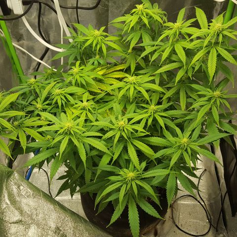 LSD growlog timeline photo