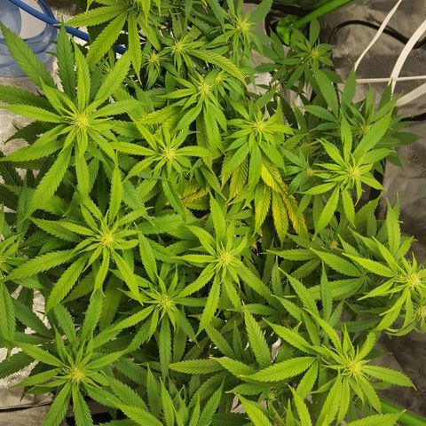 LSD growlog timeline photo