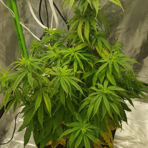 LSD growlog timeline photo