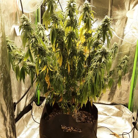LSD growlog timeline photo