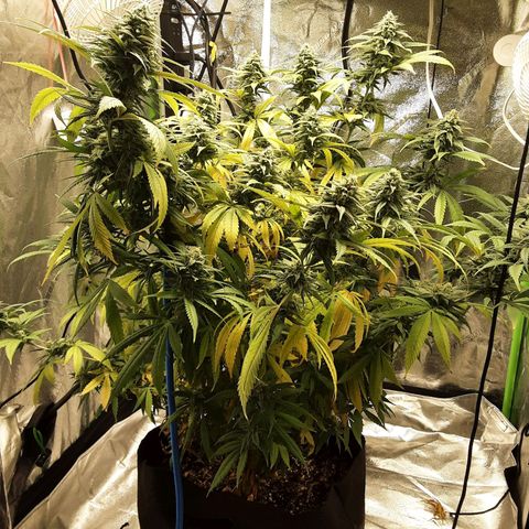 LSD growlog timeline photo