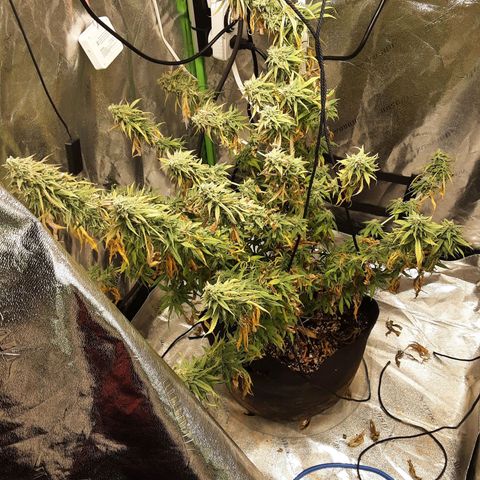 LSD growlog timeline photo
