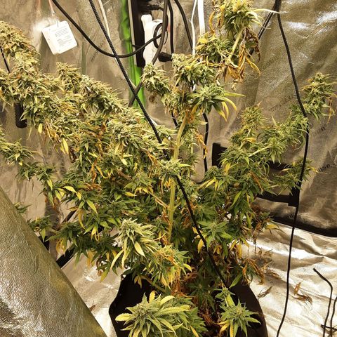 LSD growlog timeline photo
