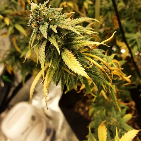 LSD growlog timeline photo