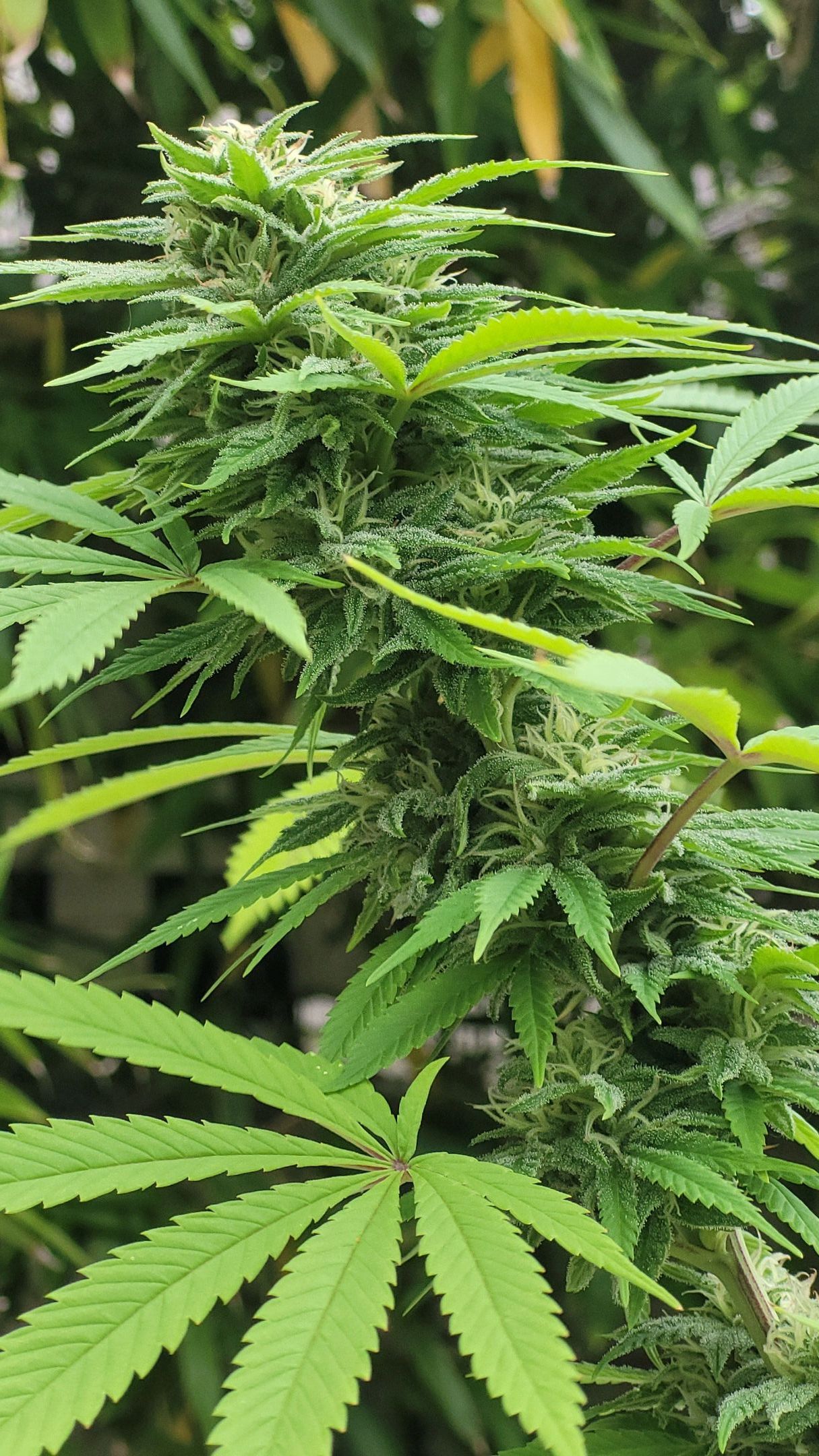 North Thunderfuck growlog header