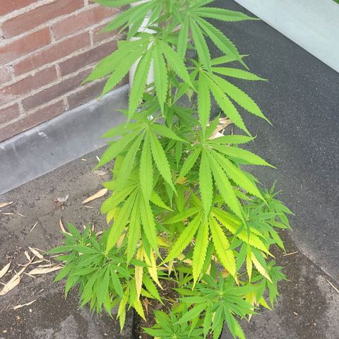North Thunderfuck growlog photo