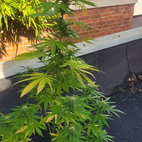 North Thunderfuck growlog photo
