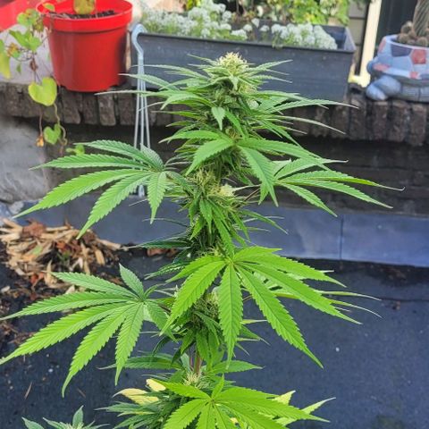 North Thunderfuck growlog photo