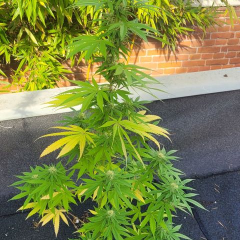 North Thunderfuck growlog photo