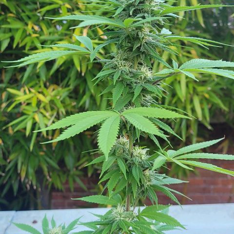 North Thunderfuck growlog timeline photo