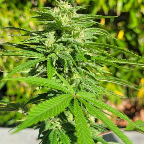 North Thunderfuck growlog timeline photo