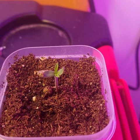 Gelato #41 growlog timeline photo