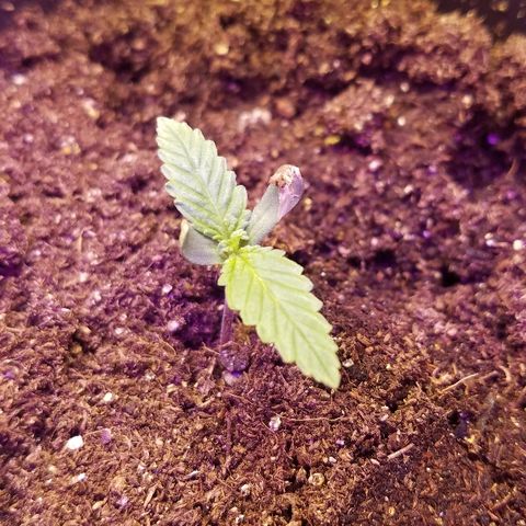 Gelato #41 growlog timeline photo
