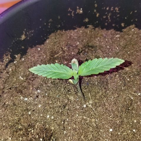 Gelato #41 growlog timeline photo