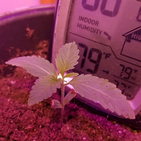 Gelato #41 growlog timeline photo