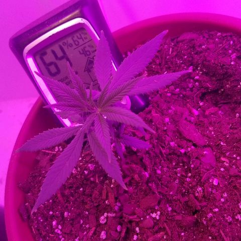 Gelato #41 growlog timeline photo