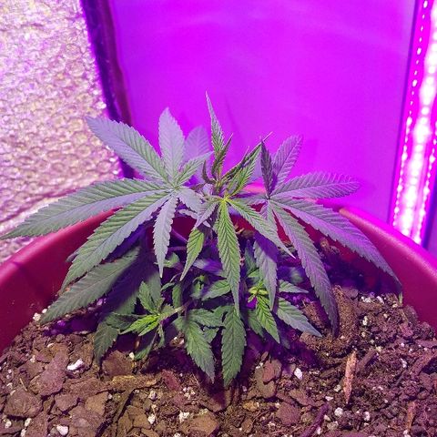 Gelato #41 growlog timeline photo
