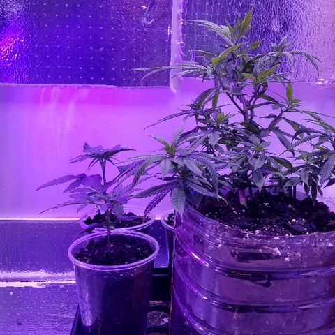 Gelato #41 growlog timeline photo