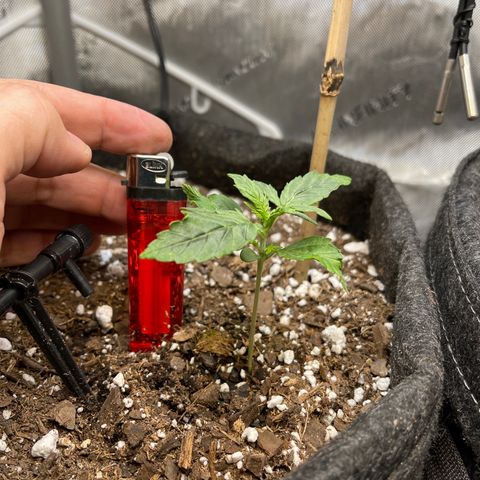 Runtz Auto growlog timeline photo