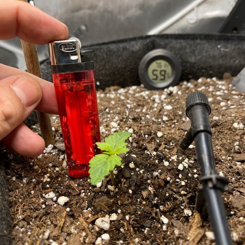 LSD Auto growlog timeline photo