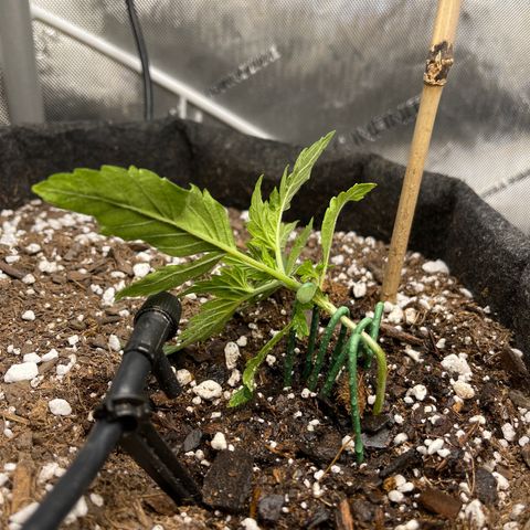 Runtz Auto growlog timeline photo