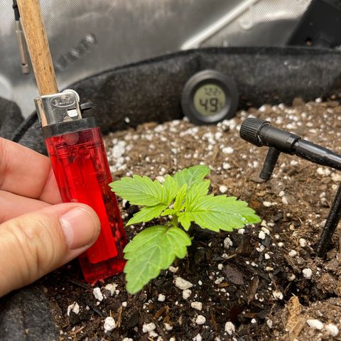 LSD Auto growlog photo: Surprised that it’s starting to grow pretty good. 