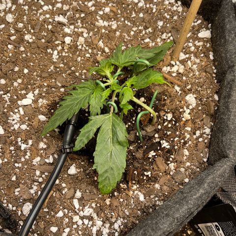 Runtz Auto growlog photo: More lst